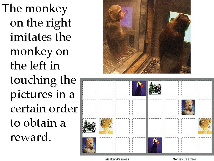 The monkey on the right imitates the monkey on the left in touching the