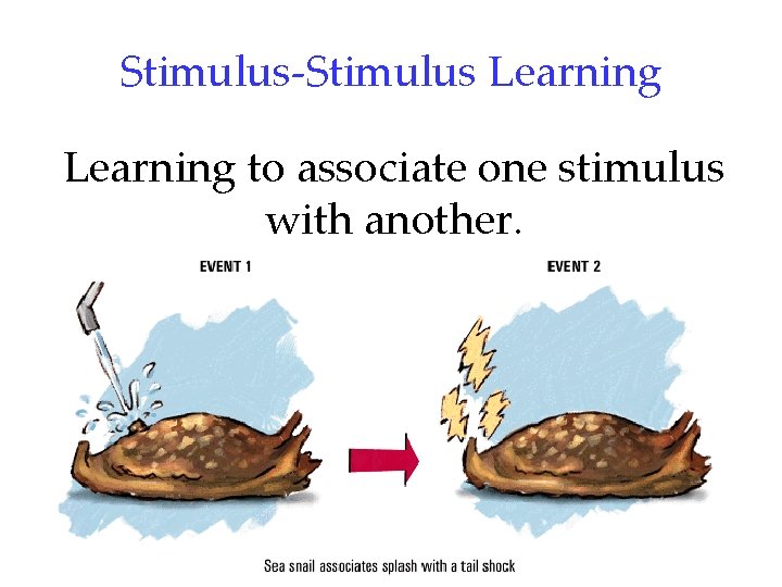 Stimulus-Stimulus Learning to associate one stimulus with another. 8 