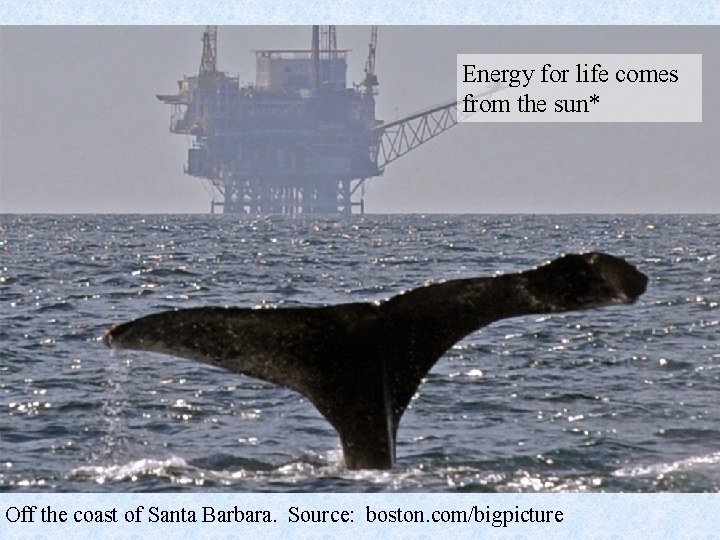 Energy for life comes from the sun* Off the coast of Santa Barbara. Source: