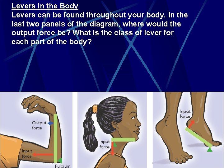 Levers in the Body Levers can be found throughout your body. In the last
