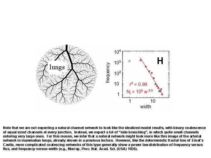 lungs Note that we are not expecting a natural channel network to look like