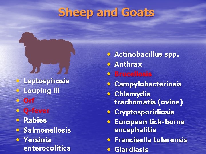 Sheep and Goats • • Leptospirosis Louping ill Orf Q-fever Rabies Salmonellosis Yersinia enterocolitica