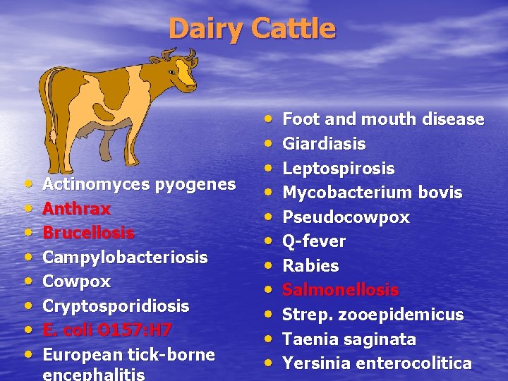 Dairy Cattle • • Actinomyces pyogenes Anthrax Brucellosis Campylobacteriosis Cowpox Cryptosporidiosis E. coli O
