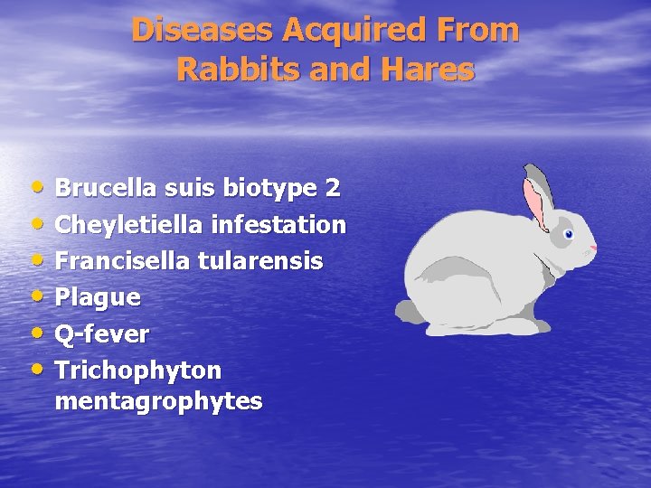 Diseases Acquired From Rabbits and Hares • Brucella suis biotype 2 • Cheyletiella infestation