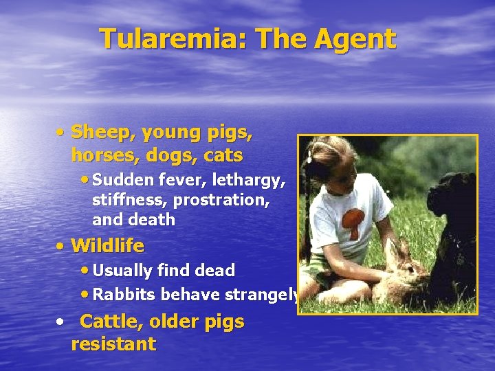 Tularemia: The Agent • Sheep, young pigs, horses, dogs, cats • Sudden fever, lethargy,