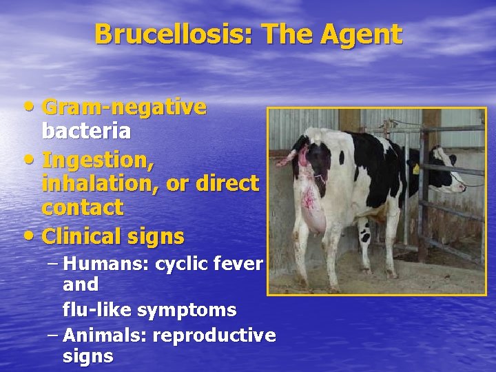 Brucellosis: The Agent • Gram-negative bacteria • Ingestion, inhalation, or direct contact • Clinical