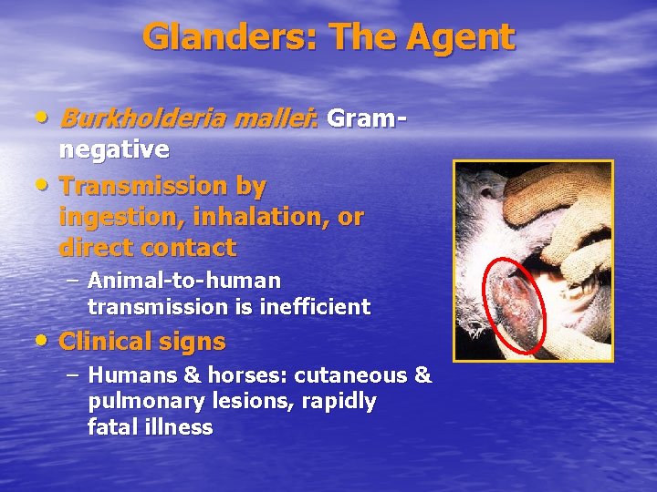 Glanders: The Agent • Burkholderia mallei: Gram • negative Transmission by ingestion, inhalation, or