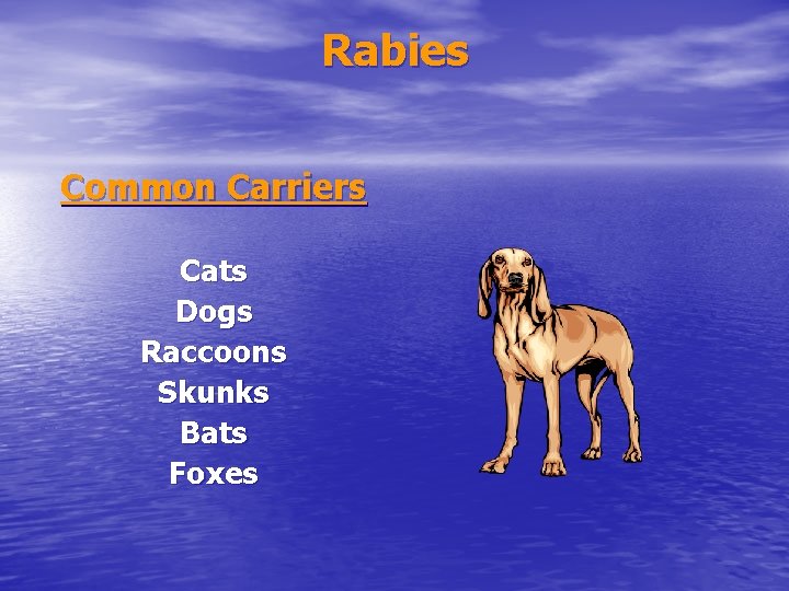 Rabies Common Carriers Cats Dogs Raccoons Skunks Bats Foxes 