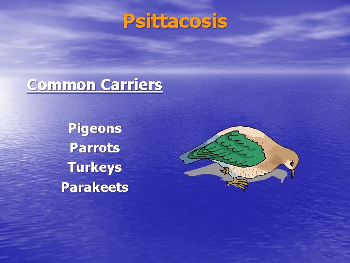 Psittacosis Common Carriers Pigeons Parrots Turkeys Parakeets 