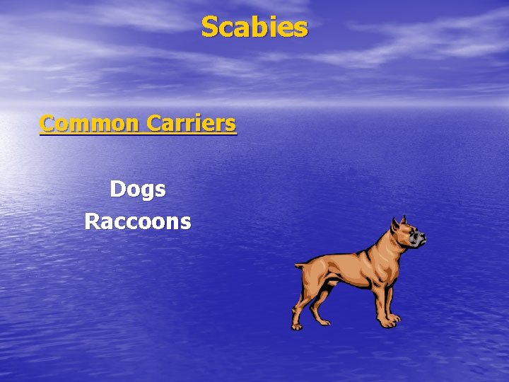 Scabies Common Carriers Dogs Raccoons 