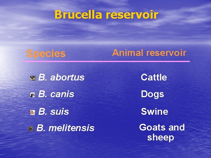 Brucella reservoir Species Animal reservoir B. abortus Cattle B. canis Dogs B. suis Swine