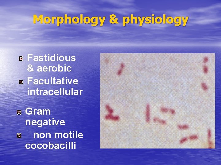 Morphology & physiology Fastidious & aerobic Facultative intracellular Gram negative non motile cocobacilli 