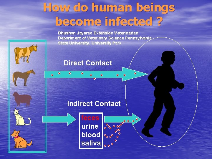 How do human beings become infected ? Bhushan Jayarao Extension Veterinarian Department of Veterinary