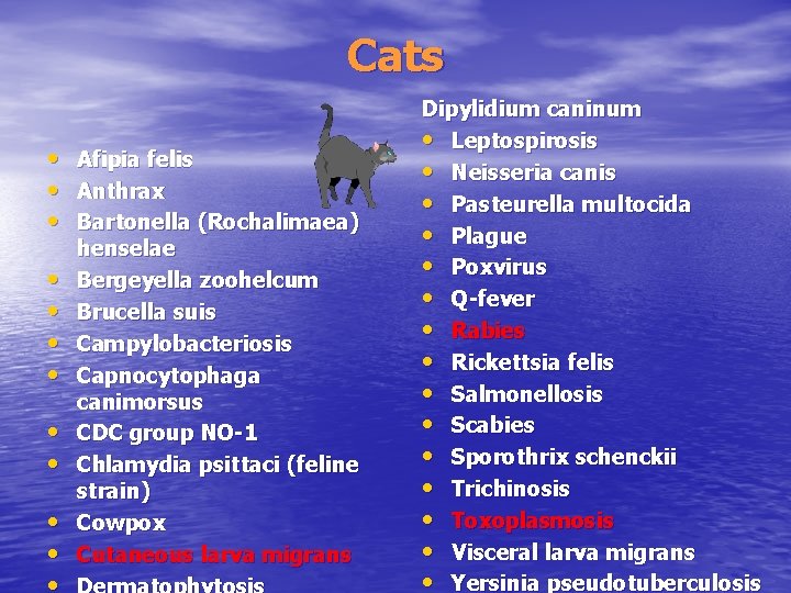 Cats • • • Afipia felis Anthrax Bartonella (Rochalimaea) henselae Bergeyella zoohelcum Brucella suis