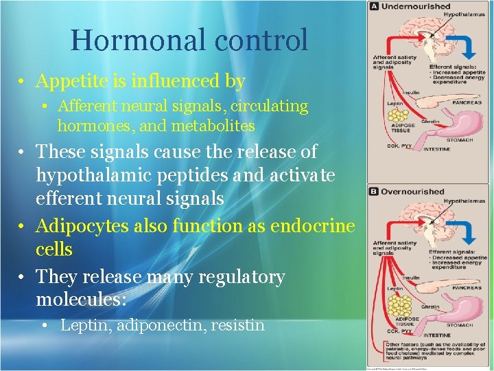 Hormonal control • Appetite is influenced by • Afferent neural signals, circulating hormones, and