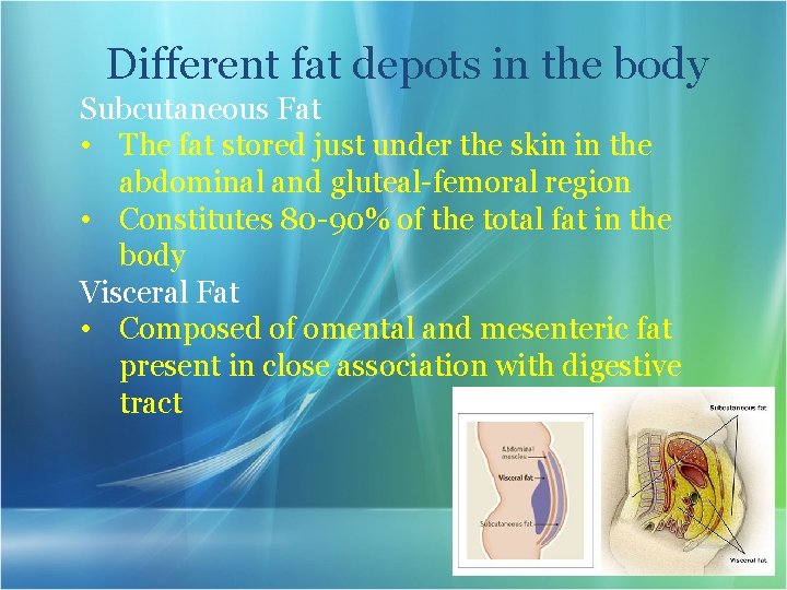 Different fat depots in the body Subcutaneous Fat • The fat stored just under