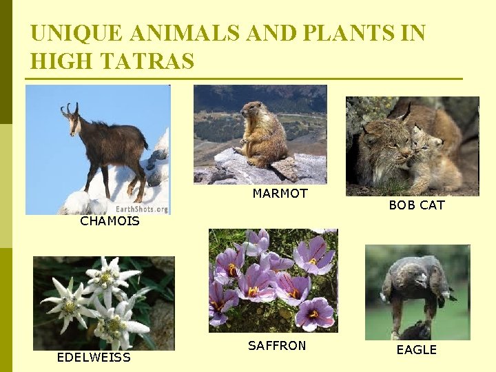 UNIQUE ANIMALS AND PLANTS IN HIGH TATRAS MARMOT BOB CAT CHAMOIS EDELWEISS SAFFRON EAGLE