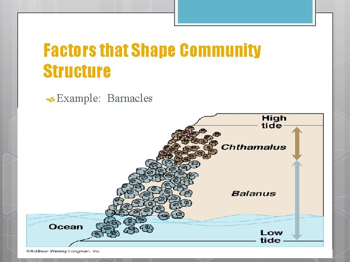 Factors that Shape Community Structure Example: Barnacles 