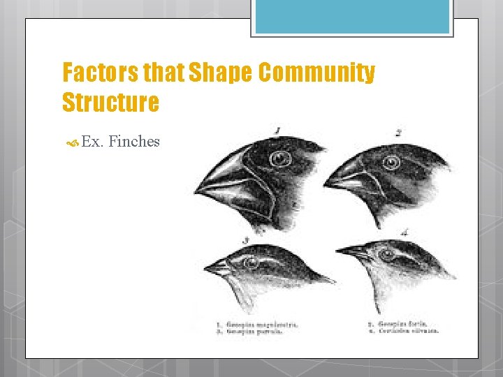 Factors that Shape Community Structure Ex. Finches 