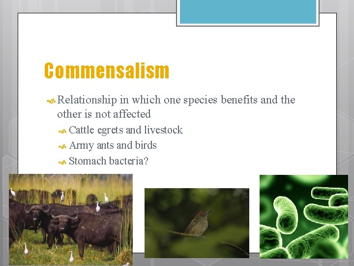 Commensalism Relationship in which one species benefits and the other is not affected Cattle