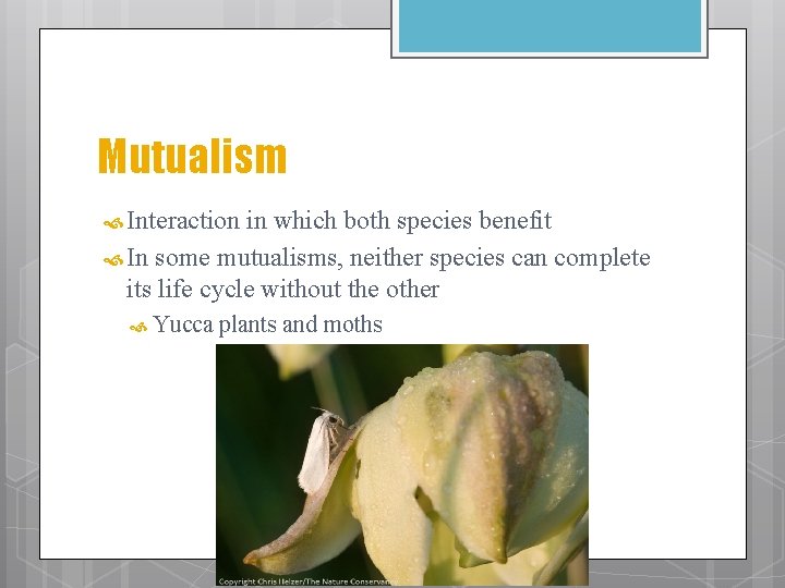 Mutualism Interaction in which both species benefit In some mutualisms, neither species can complete