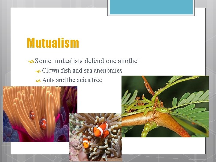 Mutualism Some mutualists defend one another Clown fish and sea anenomies Ants and the