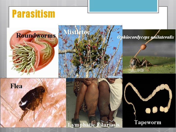 Parasitism Roundworms Mistletoe Ophiocordyceps unilateralis Flea Lymphatic Filariasis Tapeworm 