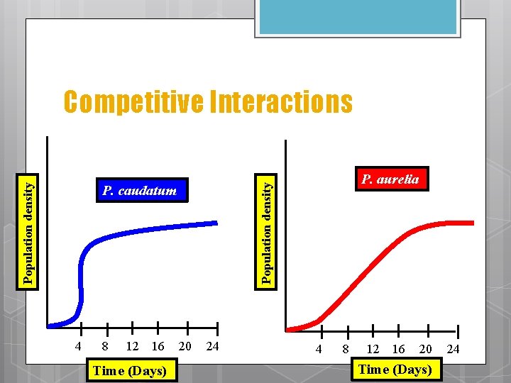 Competitive Interactions 4 8 12 16 Time (Days) Population density P. caudatum P. aurelia