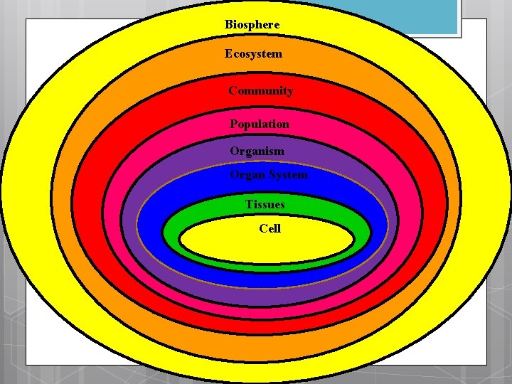 Biosphere Ecosystem Community Population Organism Organ System Tissues Cell 