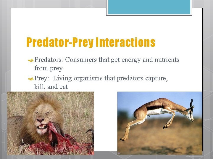 Predator-Prey Interactions Predators: Consumers that get energy and nutrients from prey Prey: Living organisms