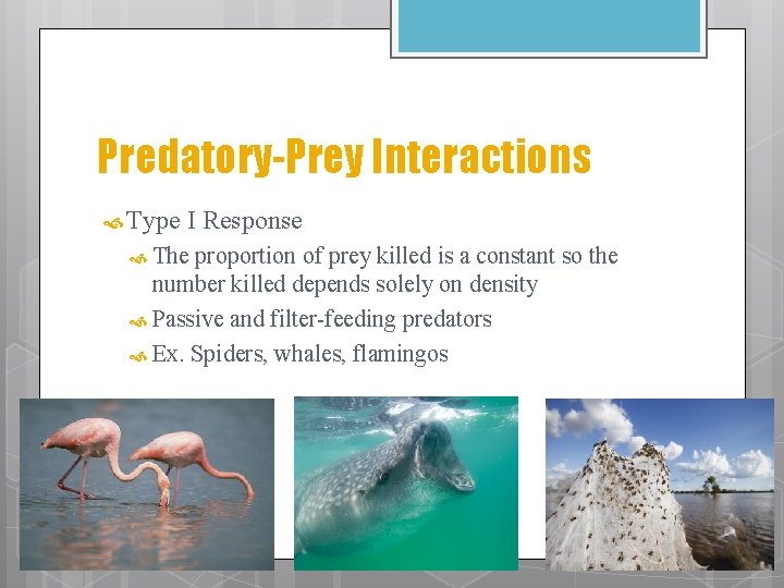 Predatory-Prey Interactions Type I Response The proportion of prey killed is a constant so