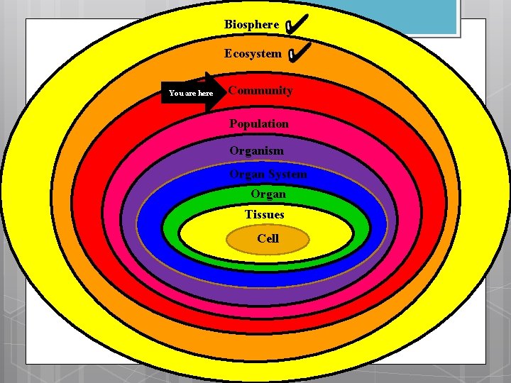 Biosphere Ecosystem You are here Community Population Organism Organ System Organ Tissues Cell 