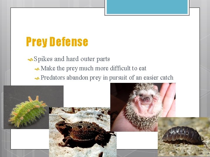 Prey Defense Spikes and hard outer parts Make the prey much more difficult to