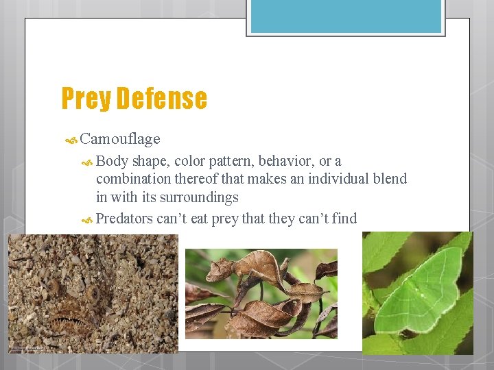 Prey Defense Camouflage Body shape, color pattern, behavior, or a combination thereof that makes