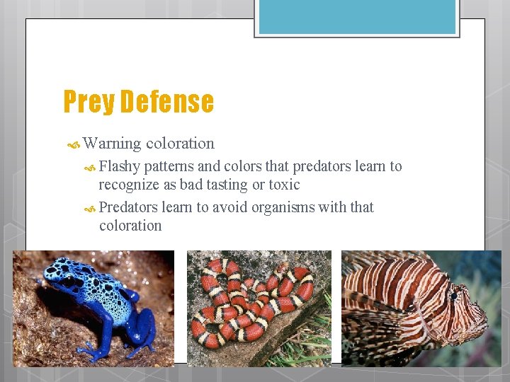 Prey Defense Warning Flashy coloration patterns and colors that predators learn to recognize as