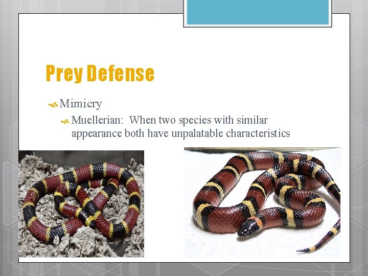 Prey Defense Mimicry Muellerian: When two species with similar appearance both have unpalatable characteristics