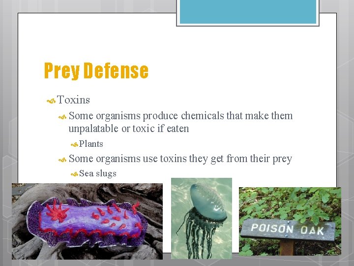 Prey Defense Toxins Some organisms produce chemicals that make them unpalatable or toxic if