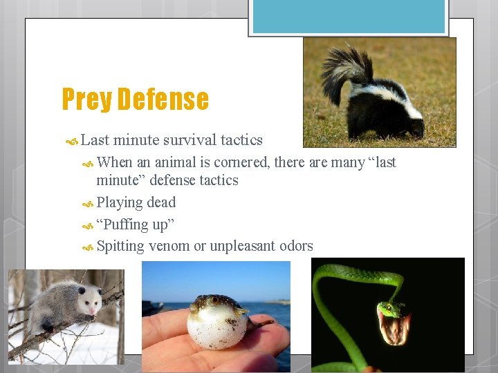 Prey Defense Last minute survival tactics When an animal is cornered, there are many