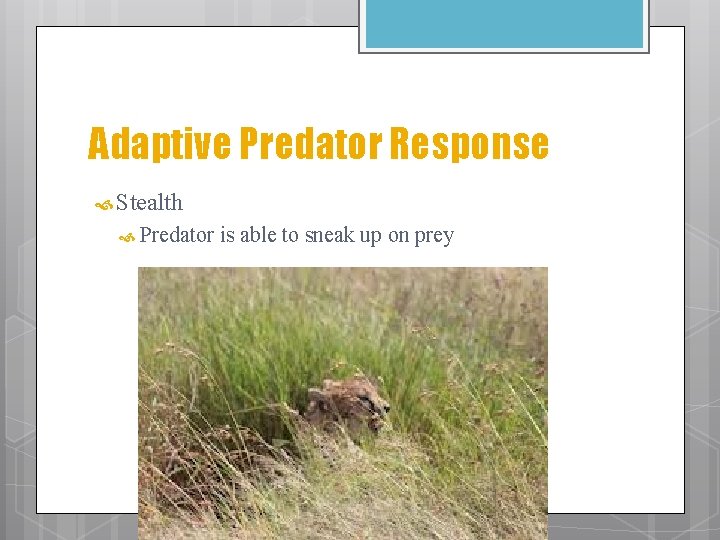 Adaptive Predator Response Stealth Predator is able to sneak up on prey 