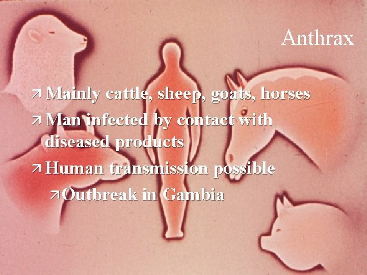 10 Anthrax ä Mainly cattle, sheep, goats, horses ä Man infected by contact with