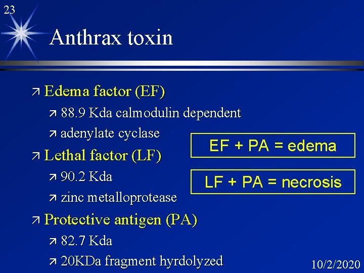 23 Anthrax toxin ä Edema factor (EF) ä 88. 9 Kda calmodulin dependent ä