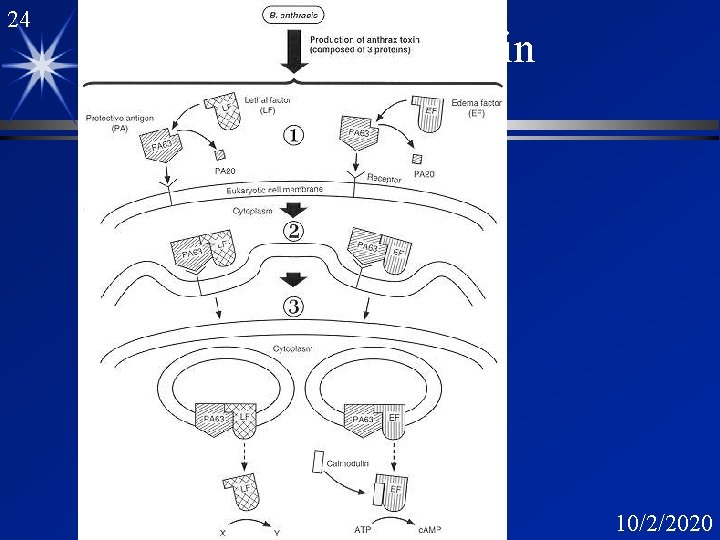 24 Action of Anthrax Toxin 10/2/2020 