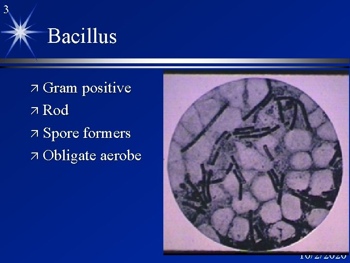 3 Bacillus ä Gram positive ä Rod ä Spore formers ä Obligate aerobe 10/2/2020