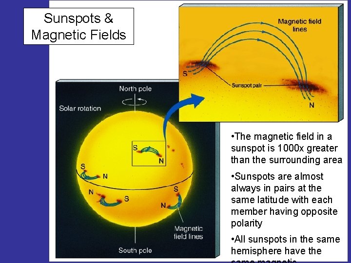 Sunspots & Magnetic Fields • The magnetic field in a sunspot is 1000 x