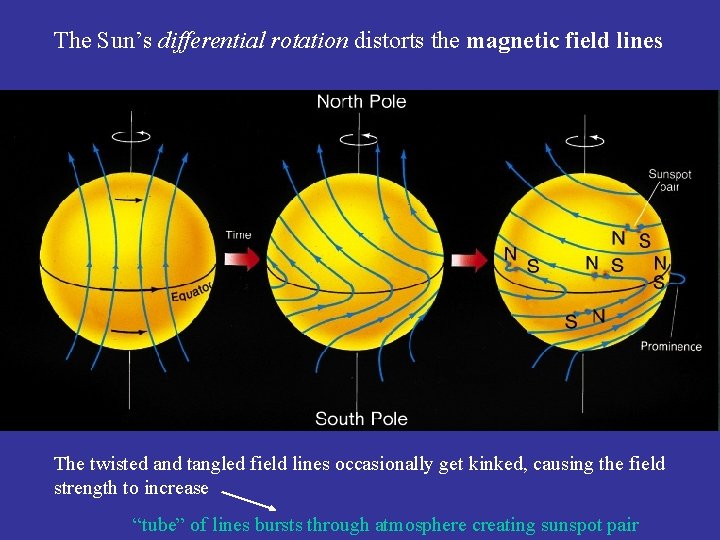 The Sun’s differential rotation distorts the magnetic field lines The twisted and tangled field