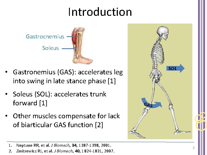 Introduction Gastrocnemius Soleus SOL • Gastronemius (GAS): accelerates leg into swing in late stance