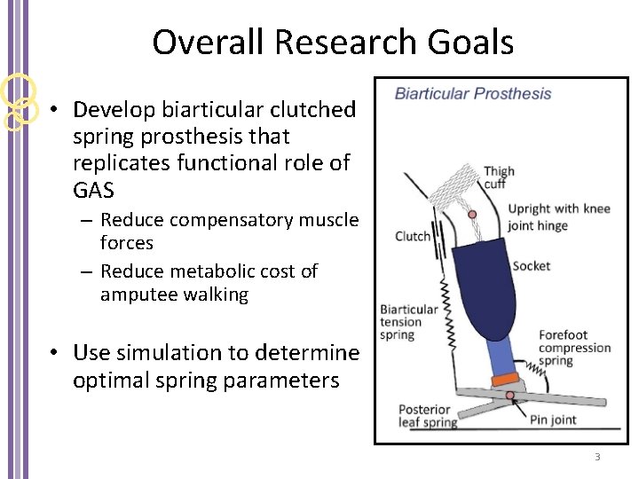 Overall Research Goals • Develop biarticular clutched spring prosthesis that replicates functional role of