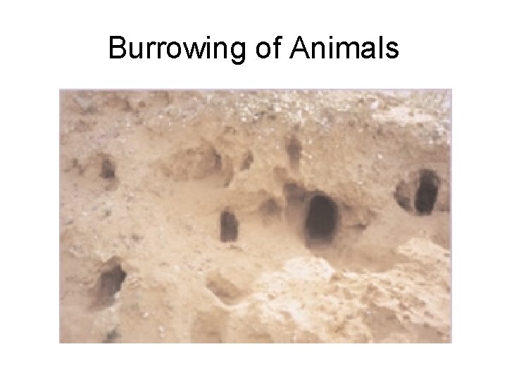 Burrowing of Animals Burrowing of Animals
