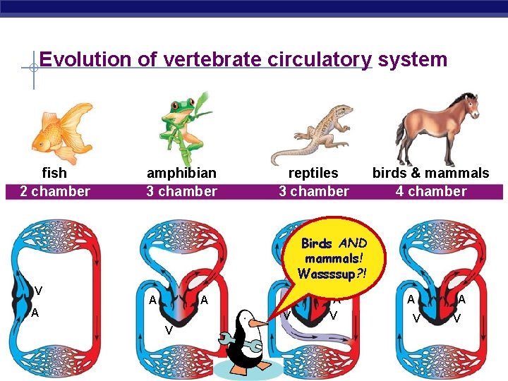 Evolution of vertebrate circulatory system fish 2 chamber amphibian 3 chamber reptiles 3 chamber