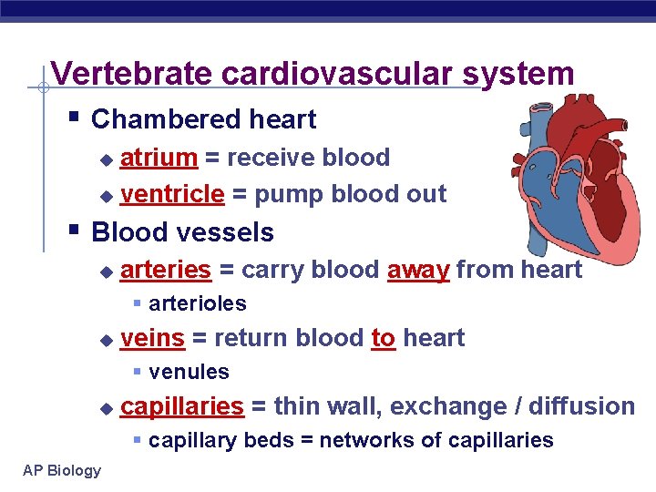 Vertebrate cardiovascular system § Chambered heart atrium = receive blood u ventricle = pump